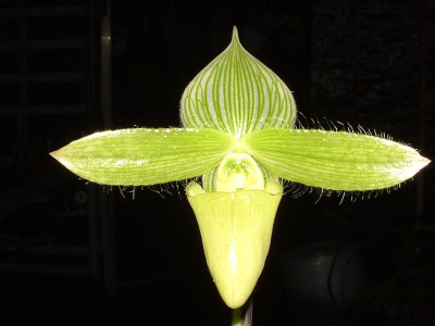 Paphiopedilum sukhakulii 'alba'