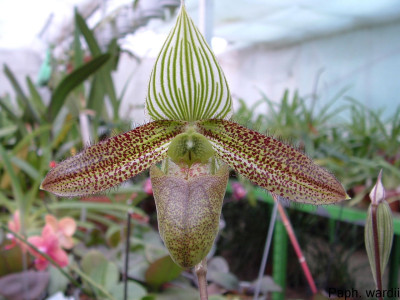 Paphiopedilum wardii