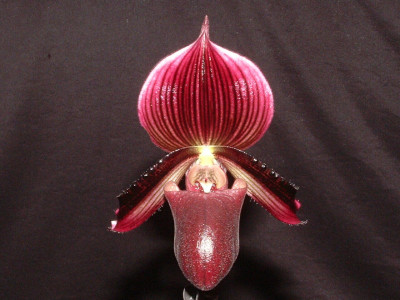 Paphiopedilum Dark Skies