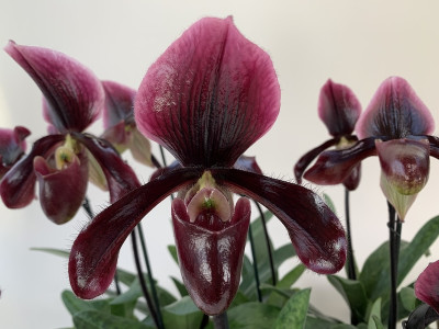 Paphiopedilum Bingleyense 'Celle' x Maudiae Vinicolor 'Schwarze Madonna'