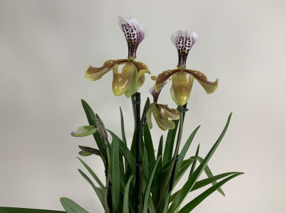 Paphiopedilum gratrixianum (4-5 Stiele)