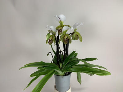 Paphiopedilum Leeanum (5+ Stiele)