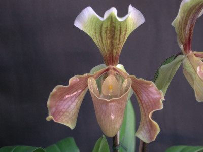 Paphiopedilum Bidborough x villosum