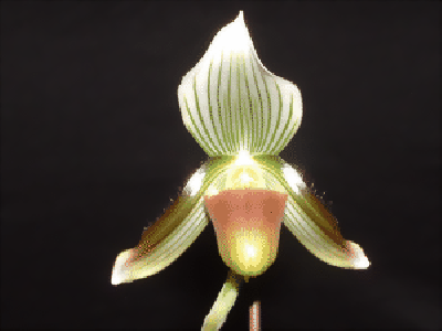 Paphiopedilum callosum 'potentianum'