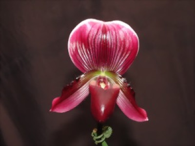 Paphiopedilum callosum 'viniferum'