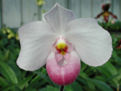 Paphiopedilum delenatii (Jungpfl.)