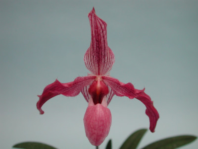 Paphiopedilum delenatii x Paph. gardnerii