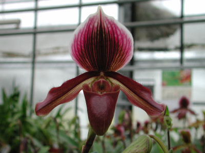 Paphiopedilum Earl of Chester