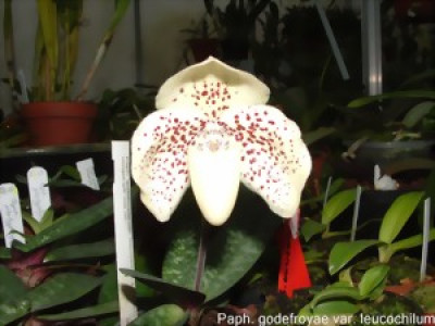 Paphiopedilum godefroyae leucochilum