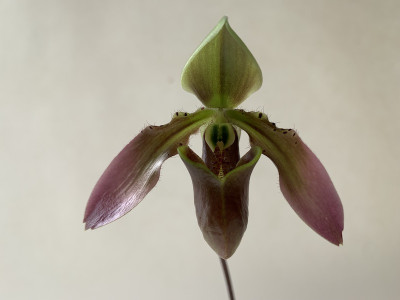 Paphiopedilum appletonianum 'hainanense' (1 Stiel)