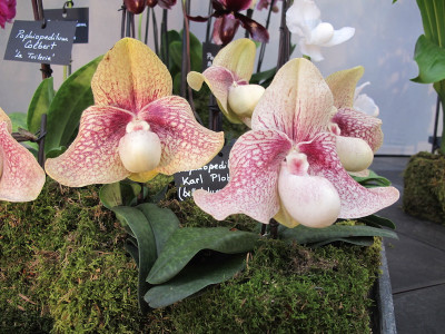 Paphiopedilum Karl Ploberger