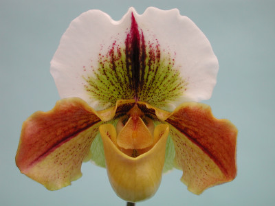 Paphiopedilum Happy Landing