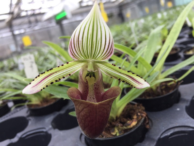 Paphiopedilum hennisianum