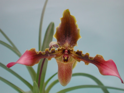 Paphiopedilum hirsutissimum