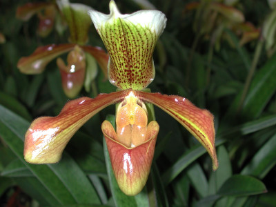 Paphiopedilum Kehler (1 Stiel)