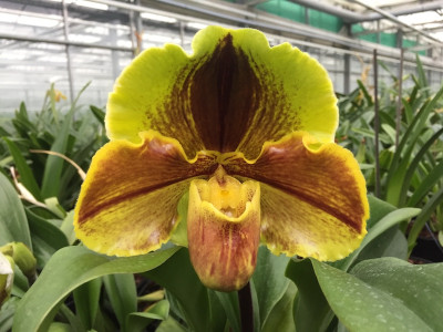 Paphiopedilum Lippewunder (2 Blütenstiele)