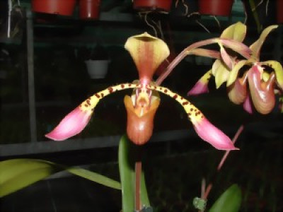 Paphiopedilum lowii