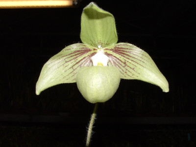 Paphiopedilum malipoense 'jackii'