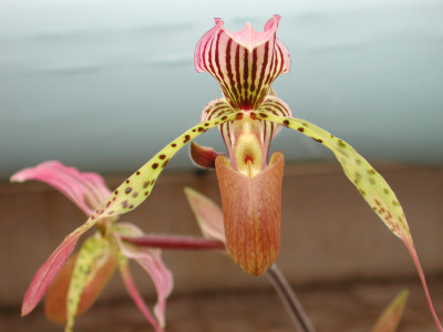 Paphiopedilum parishii x rothschildianum x haynaldianum