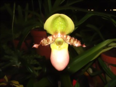 Paphiopedilum primulinum 'purpurascens'