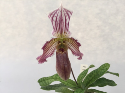 Paphiopedilum purpuratum x lawrenceanum