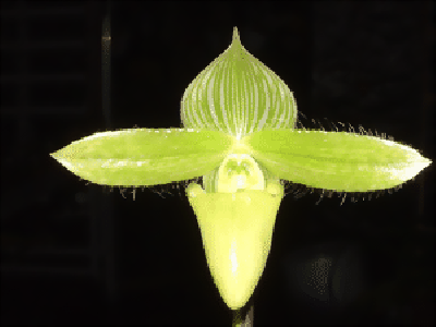 Paphiopedilum sukhakulii 'aureum'