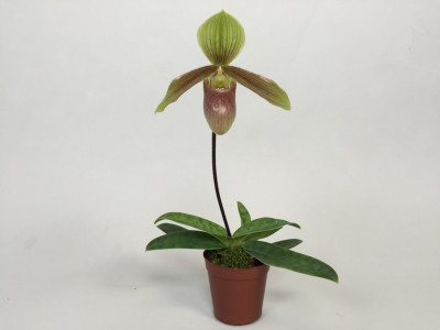 Paphiopedilum sukhakulii x helenae