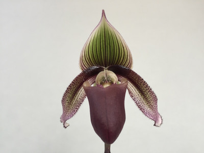 Paphiopedilum superbiens