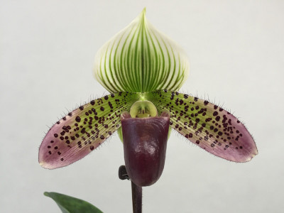 Paphiopedilum superbiens x sukhakulii