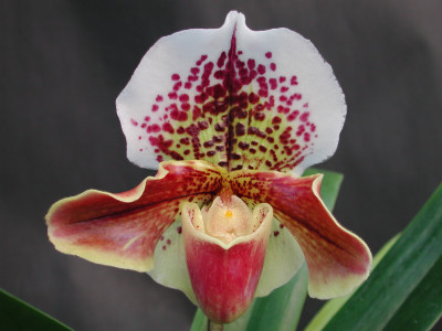 Paphiopedilum Tommy Hanes