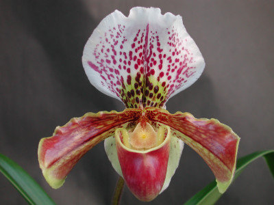 Paphiopedilum Trojan Hero