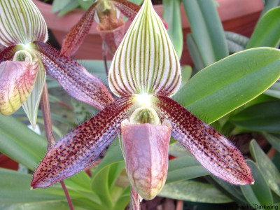 Paphiopedilum wardii 'Darkwing'