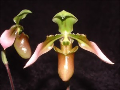 Paphiopedilum wolterianum (Jgpfl.)