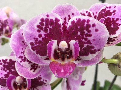 Phalaenopsis Rembrandt (2 Rispen)