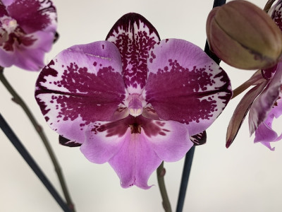 Phalaenopsis Naomi 'Big Lip' (2 Rispen)