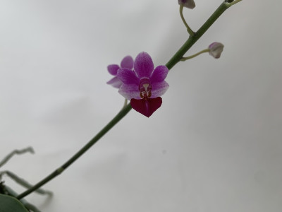 Phalaenopsis (pulcherrima x appendiculata) x Anna Larati Soekardi