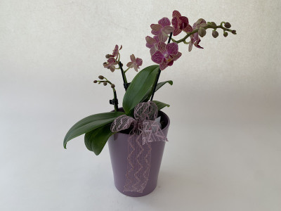 Phalaenopsis Sogo Mavis inkl. Übertopf (3-4 Rispen)