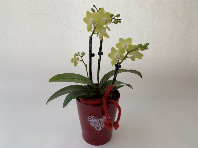 Phalaenopsis Sunny Shore inkl. Übertopf (2 Rispen)