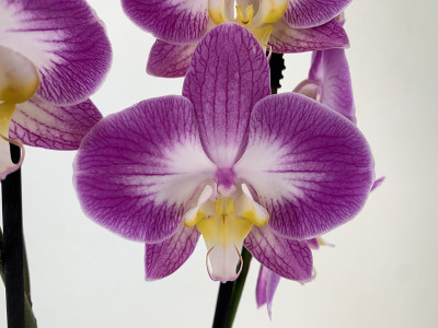 Phalaenopsis Jet Stream (2 Rispen)