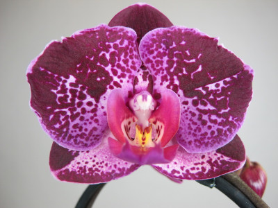Phalaenopsis Ayora