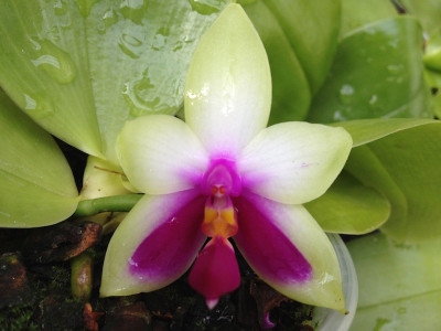 Phalaenopsis bellina (Jgpfl., frisch getopft)