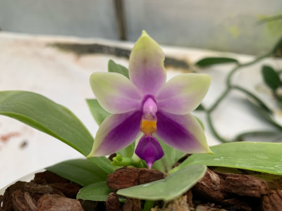 Phalaenopsis bellina 'blue' x samera 'blue' (frisch getopft)