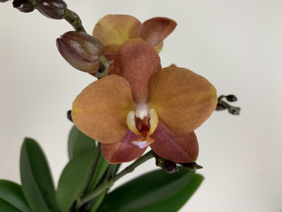 Phalaenopsis Blood Orange (2 Rispen)