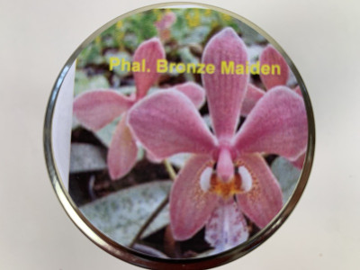 Phalaenopsis Bronze Maiden (im sterilen Glas)