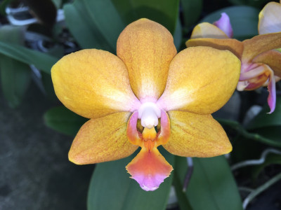 Phalaenopsis Celler Juwel