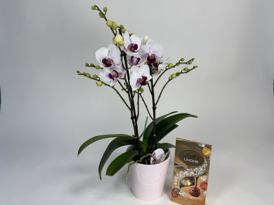 Phalaenopsis Daisy Geschenkset (inkl. Übertopf & Lindor Mischung)