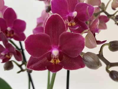 Phalaenopsis Dazzling Devil (3 Rispen)
