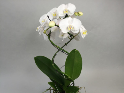 Phalaenopsis Twister 'White' (2 Rispen)