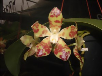 Phalaenopsis doweryensis