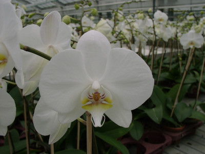 Phalaenopsis Grönland (2 Rispen)
